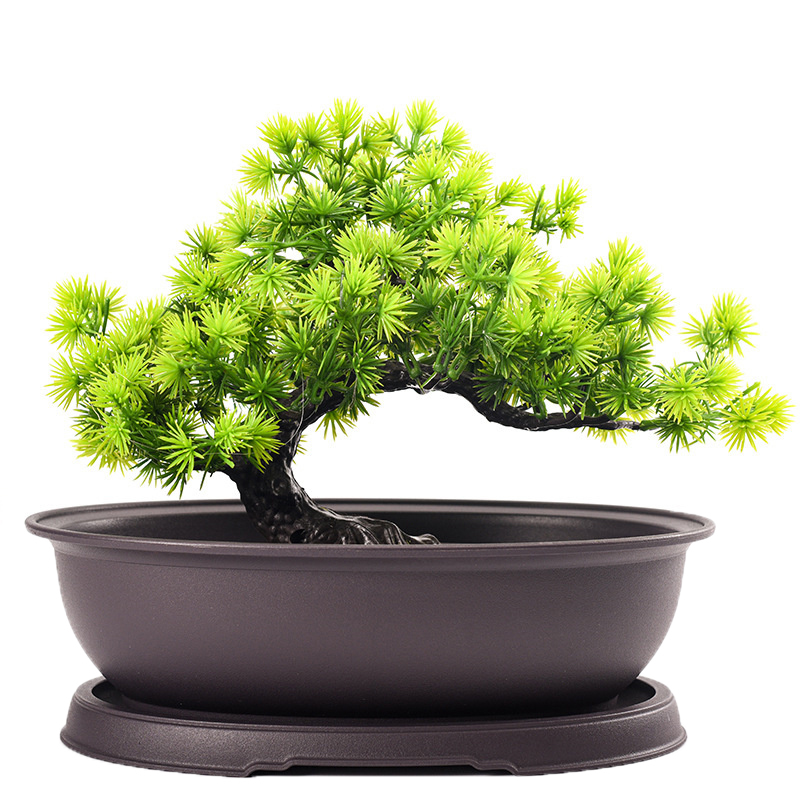 Pilea Peperomioides - Outdoor Garden Landscape Bonsai Pot Trays