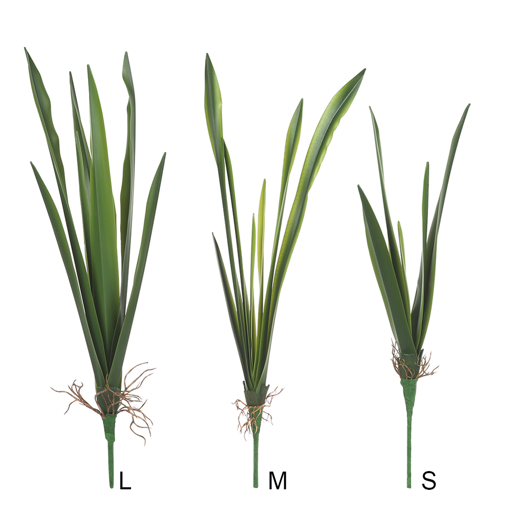 New Party Supplies High Grade  - Dracaena Marginata 리뷰 및 가격
