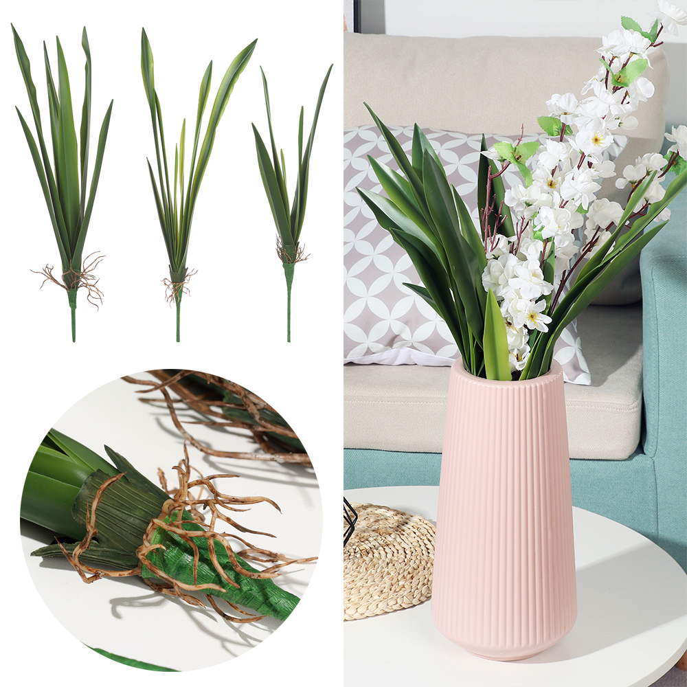 New Party Supplies High Grade  - Dracaena Marginata 리뷰 및 가격