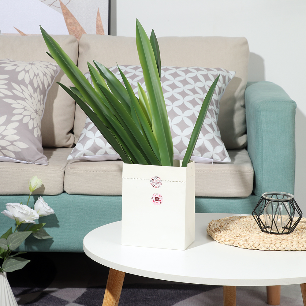 New Party Supplies High Grade  - Dracaena Marginata 리뷰 및 가격