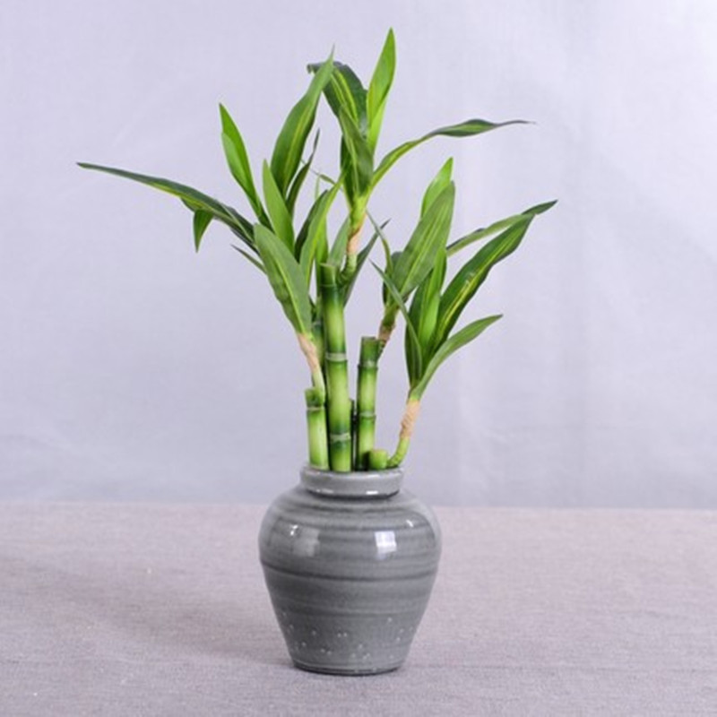New 40cm rFtificial Lucky Bamb - Echeveria Succulent 리뷰 및 가격
