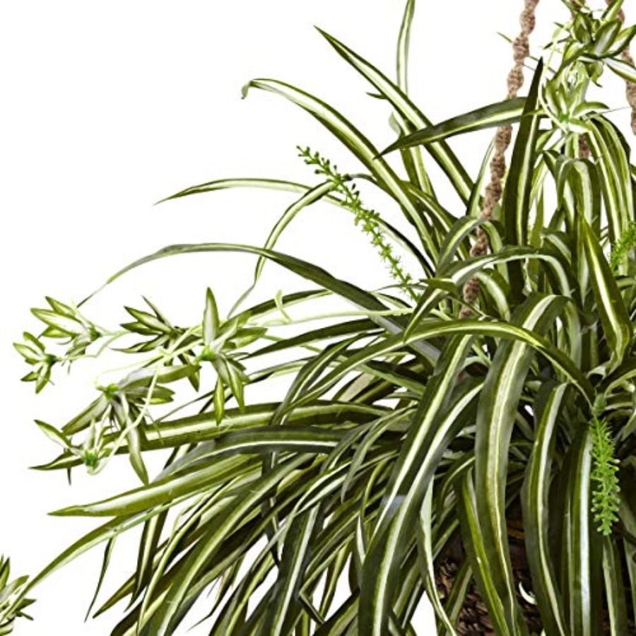 Spider Plant Hanging Basket fo - Spider Plant Hanging 리뷰 및 가격