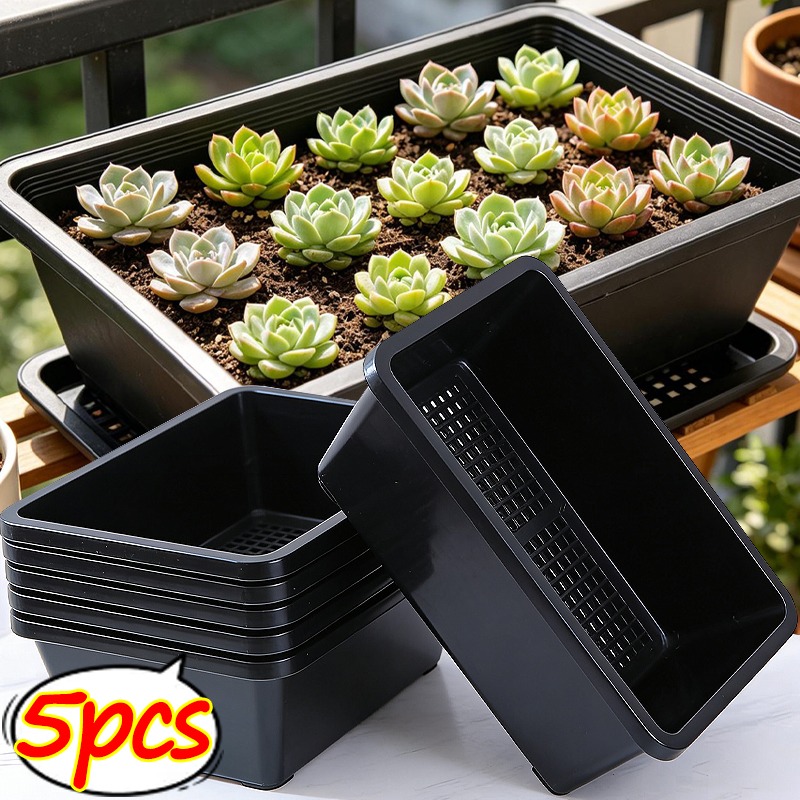 Succulent Plants Seedling Tray - Echeveria Succulent 리뷰 및 가격