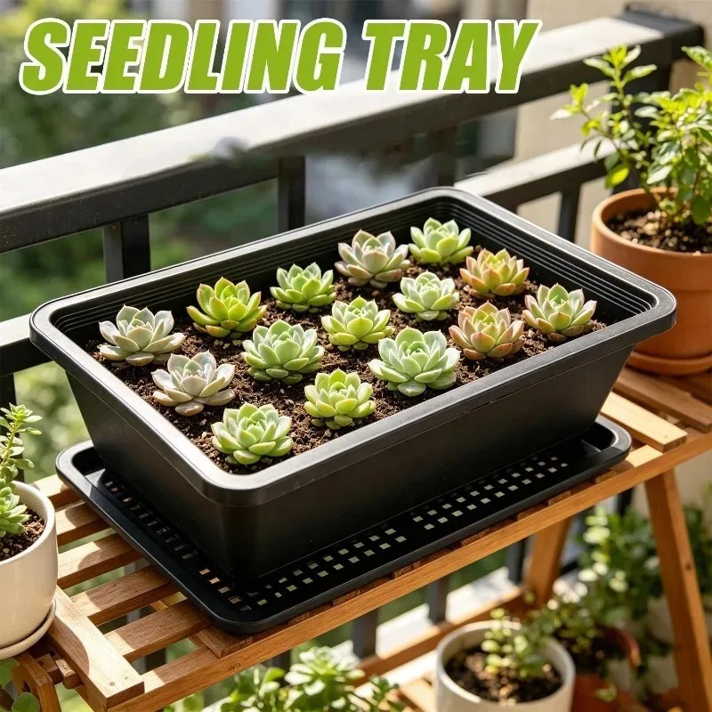 Succulent Plants Seedling Tray - Echeveria Succulent 리뷰 및 가격
