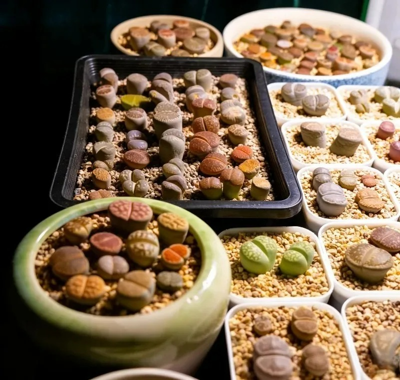 Succulent Plants Seedling Tray - Echeveria Succulent 리뷰 및 가격