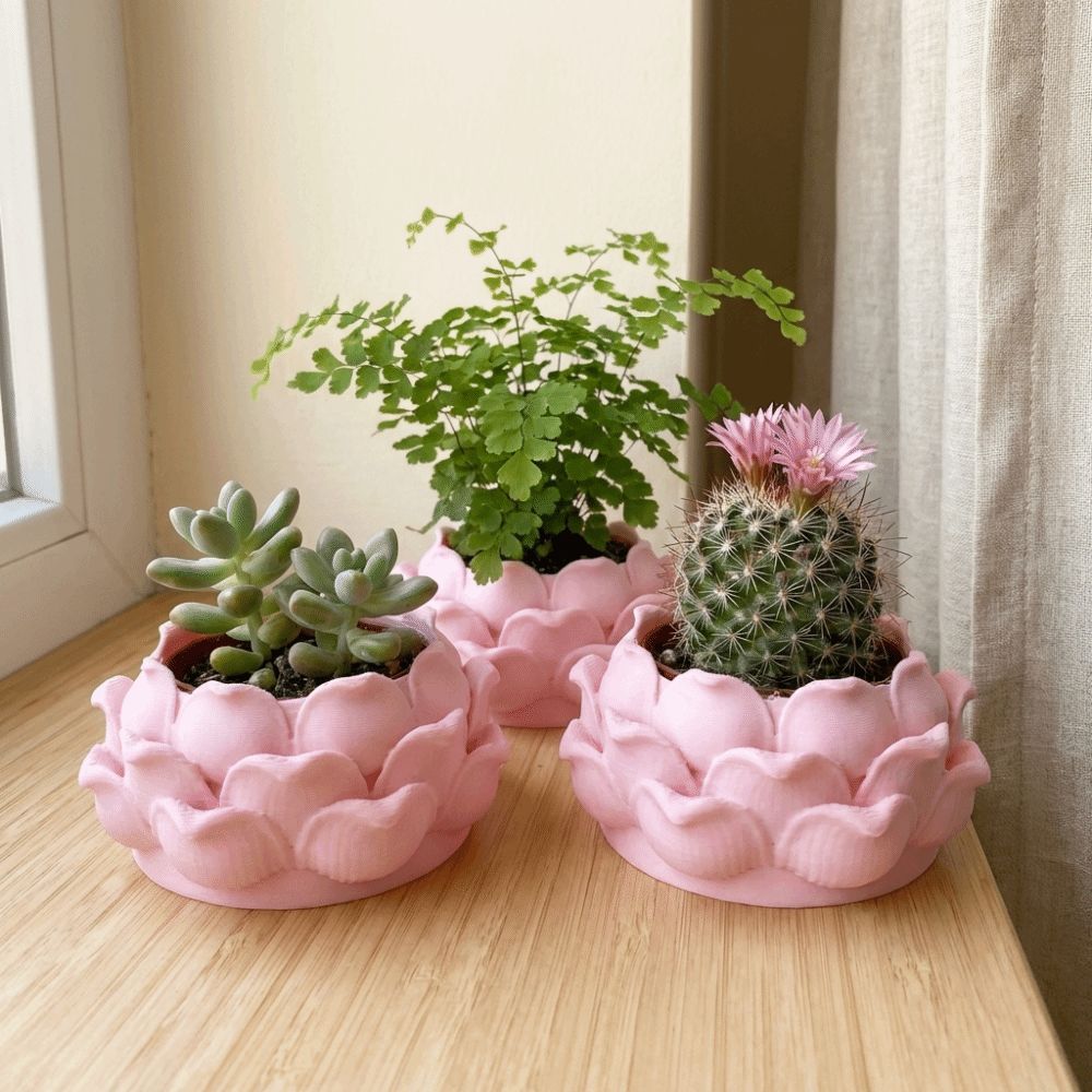 Lotus Shaped Succulent Plant P - Echeveria Succulent 리뷰 및 가격