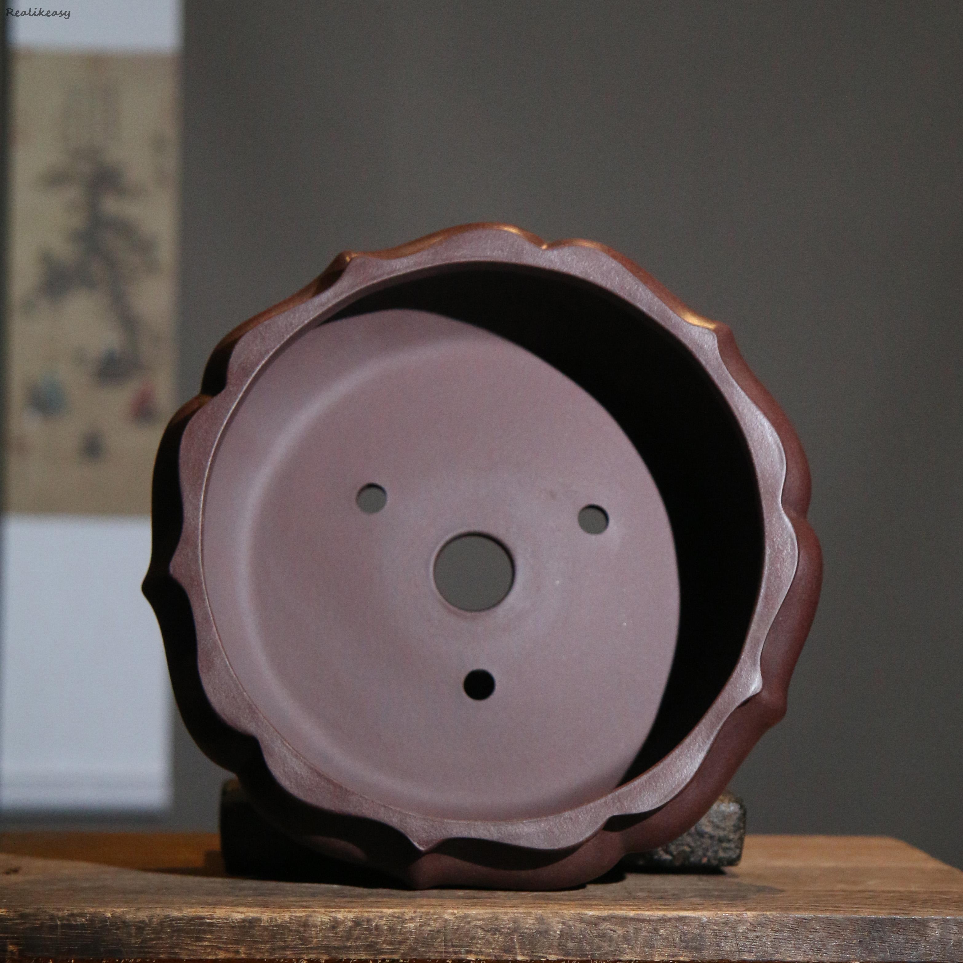 Big Size Purple Sand Flower Po - Echeveria Succulent 리뷰 및 가격