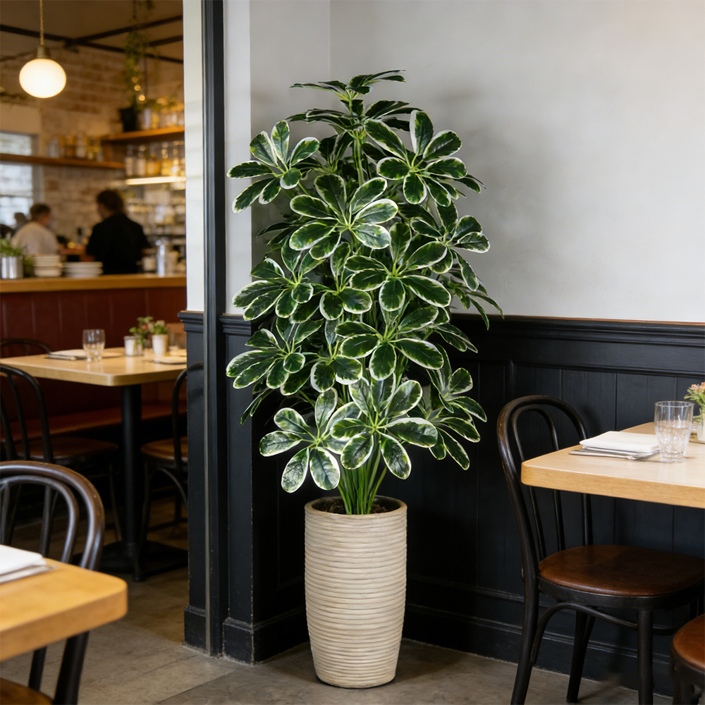 50-75cm Artifficial Maranta Pl - Dracaena Marginata 리뷰 및 가격