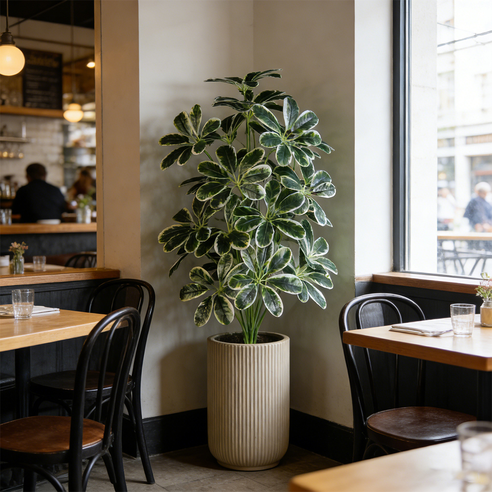 50-75cm Artifficial Maranta Pl - Dracaena Marginata 리뷰 및 가격