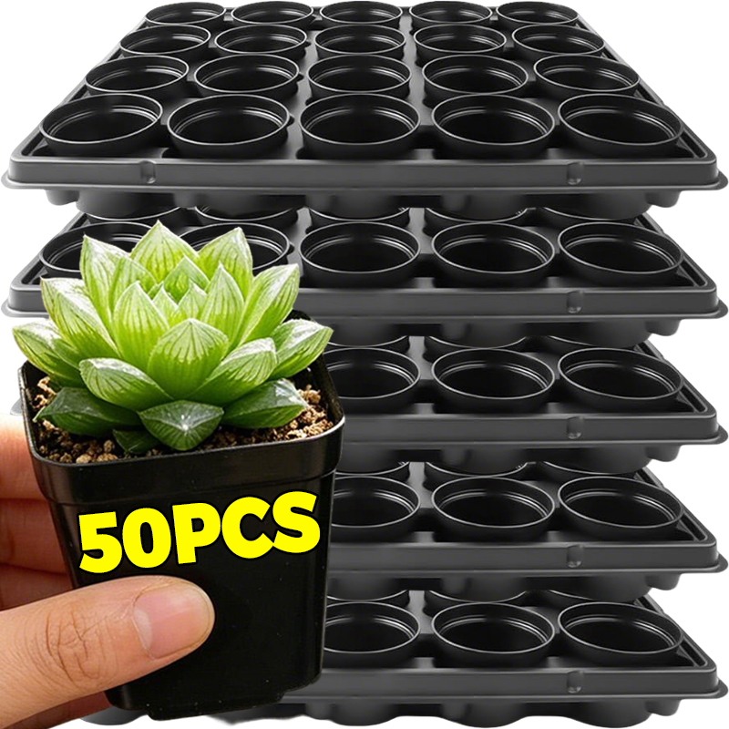 10/50Pcs Square Succulent Plas - Echeveria Succulent 리뷰 및 가격