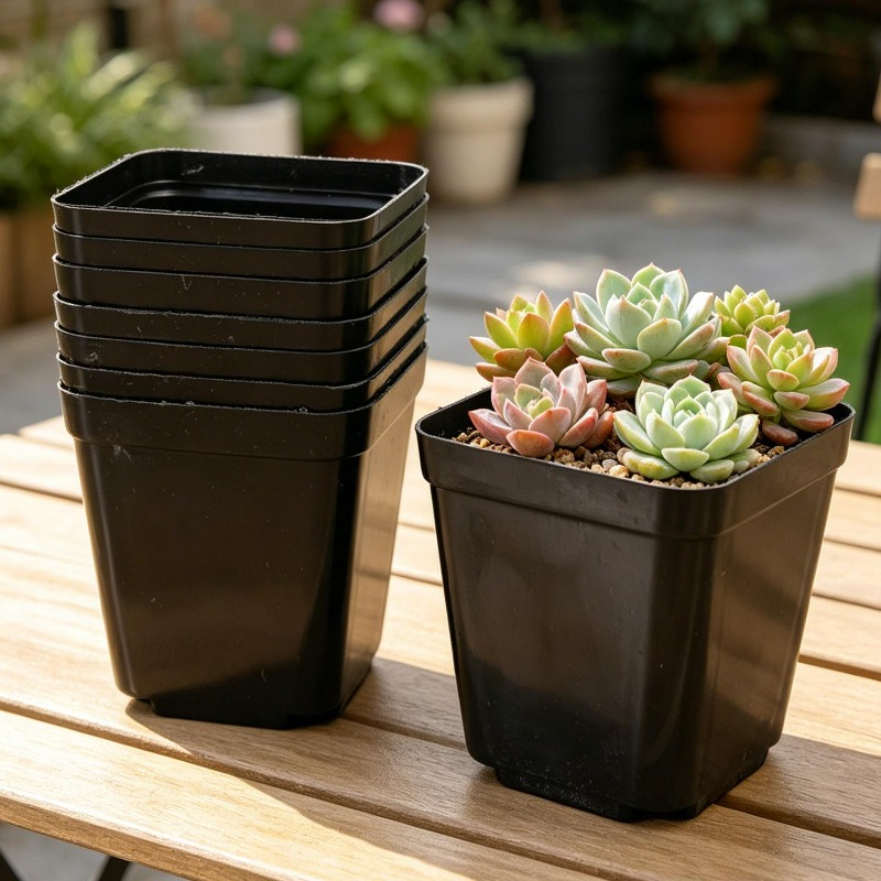 10/50Pcs Square Succulent Plas - Echeveria Succulent 리뷰 및 가격