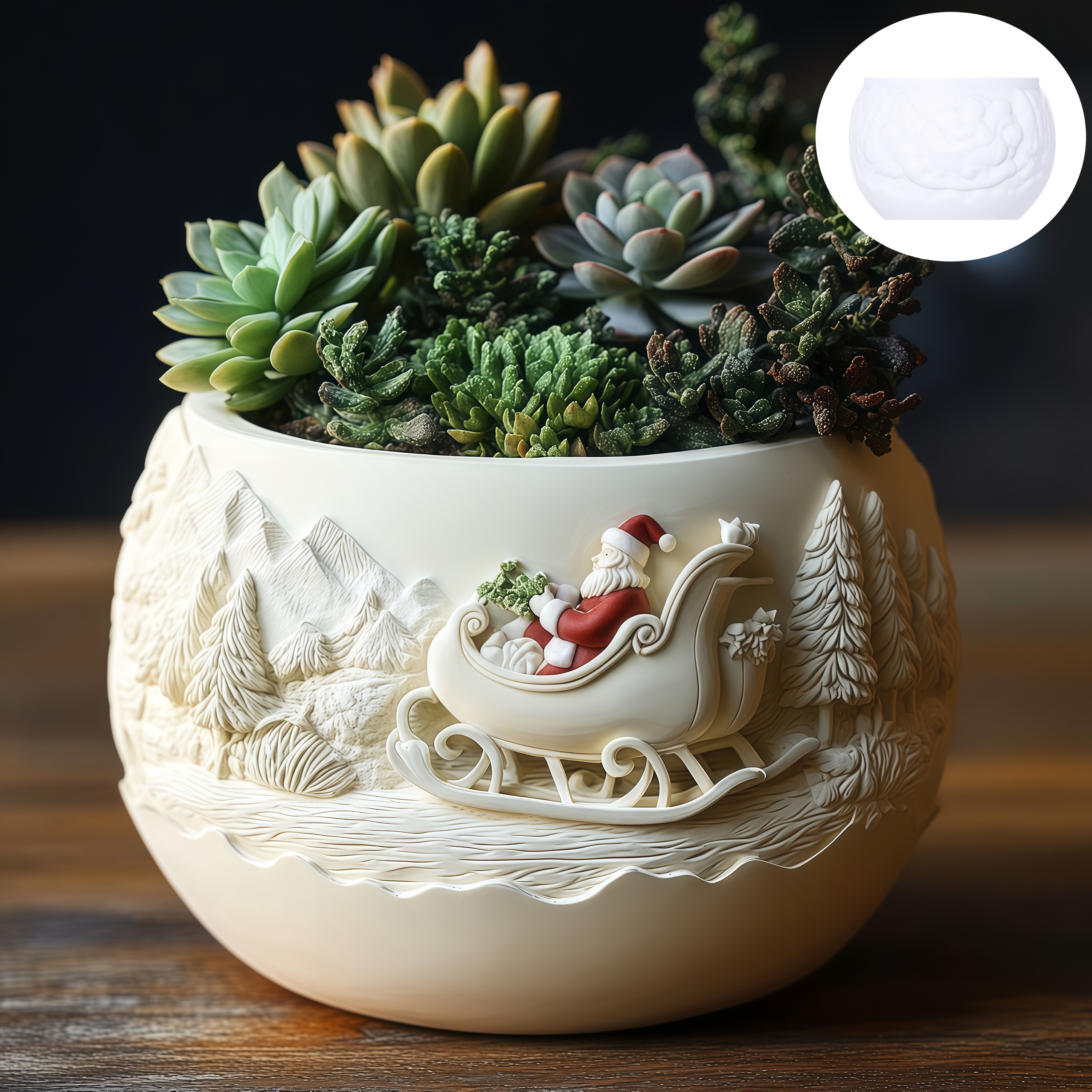 Cedar Sled Santa Claus Relief  - Echeveria Succulent 리뷰 및 가격