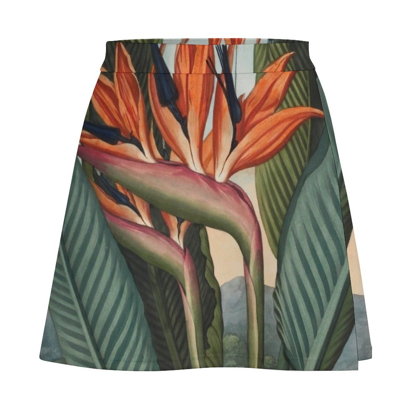 Botanical illustration: Bird o - Bird Paradise Strelitzia 리뷰 및 가격