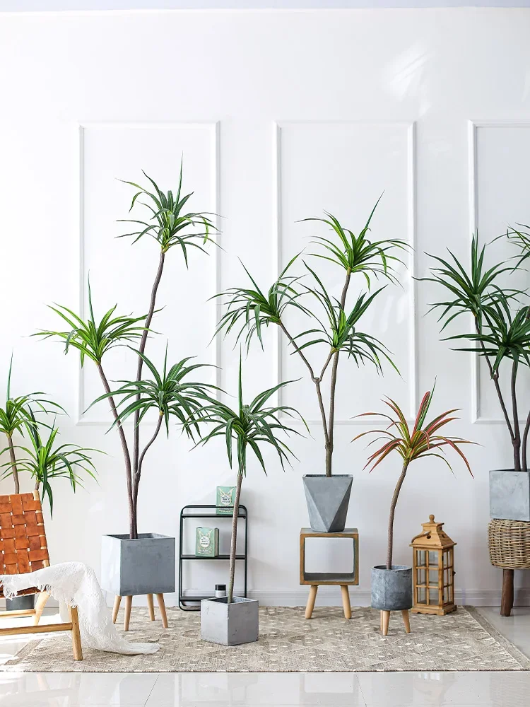 Simulation Plant Dracaena Marg - Dracaena Marginata 리뷰 및 가격