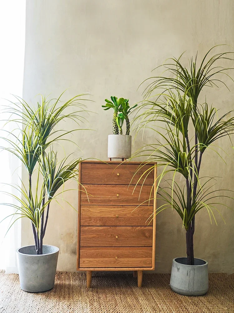 Simulation Plant Dracaena Marg - Dracaena Marginata 리뷰 및 가격