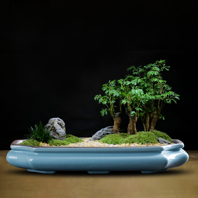 Chinese Purple Sand Ceramic Fl - Pilea Peperomioides 리뷰 및 가격