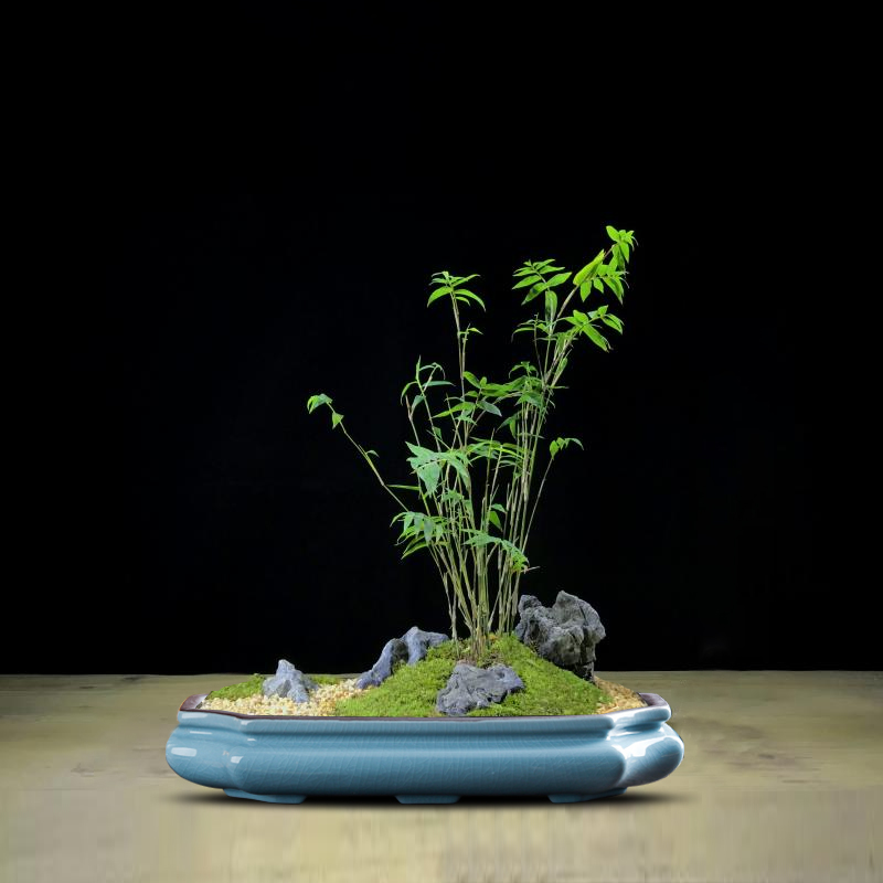 Chinese Purple Sand Ceramic Fl - Pilea Peperomioides 리뷰 및 가격